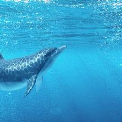 Кухонный фартук Фауна 053 Дельфины МДФ матовый (3000) Fauna в Урае - uray.mebel24.online | фото